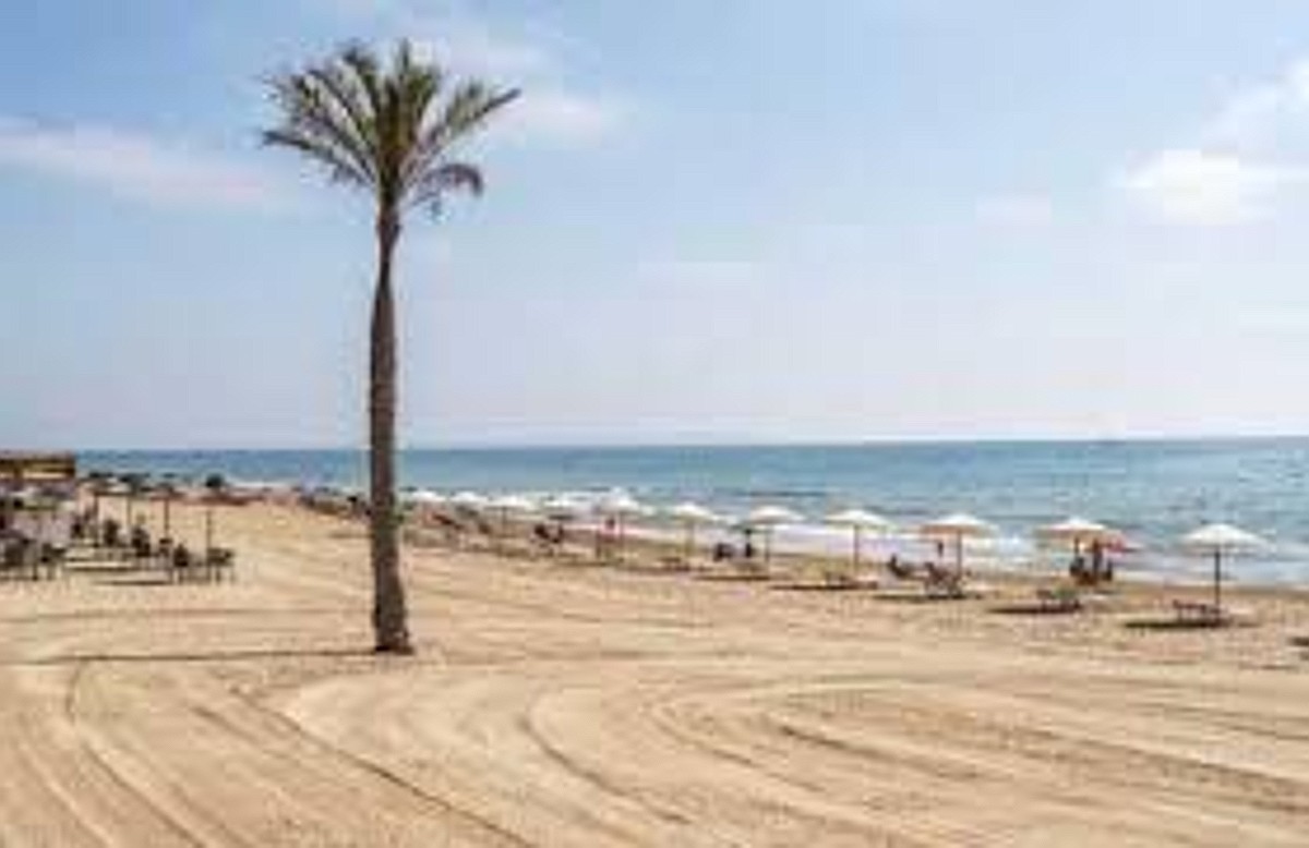 Sandy beach with palm trees at Guardamar del Segura, Alicante Province